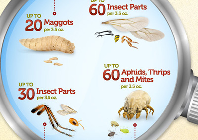 Bug Infographic